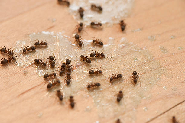 Best Termite Control Services  in Lake City, MN